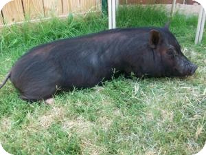 Pig (Potbellied) for Sale in Sand Springs, Oklahoma - Ezra Pig (Potbellied) for Sale in Sand Springs, Oklahoma - Ezra