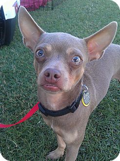 Chihuahua/Miniature Pinscher Mix Dog for Sale in Phoenix, Arizona - Foster Chihuahua/Miniature Pinscher Mix Dog for Sale in Phoenix, Arizona - Foster