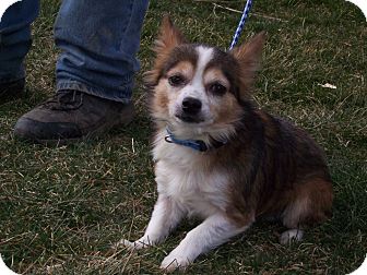 Chihuahua Mix Dog for Sale in Germantown, Maryland - Louie Chihuahua Mix Dog for Sale in Germantown, Maryland - Louie