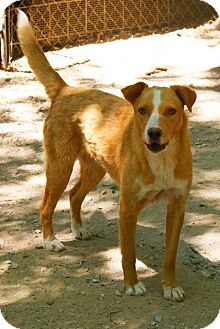 Labrador Retriever/Collie Mix Dog for Sale in Manchester, Connecticut - JONIE meet me 4/5 Labrador Retriever/Collie Mix Dog for Sale in Manchester, Connecticut - JONIE meet me 4/5
