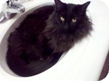 Maine Coon Cat for Sale in Mesa, Arizona - Apache Maine Coon Cat for Sale in Mesa, Arizona - Apache