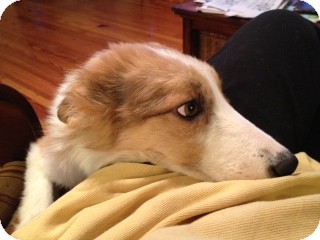 Sheltie, Shetland Sheepdog/Border Collie Mix Dog for Sale in Marietta, Georgia - Chance Sheltie, Shetland Sheepdog/Border Collie Mix Dog for Sale in Marietta, Georgia - Chance
