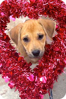 Labrador Retriever/Terrier (Unknown Type, Medium) Mix Puppy for Sale in Miami, Florida - Jean Labrador Retriever/Terrier (Unknown Type, Medium) Mix Puppy for Sale in Miami, Florida - Jean