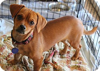 Dachshund/Chihuahua Mix Dog for Sale in Chandler, Arizona - Mary Ann Dachshund/Chihuahua Mix Dog for Sale in Chandler, Arizona - Mary Ann