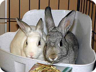 Dwarf Mix for Sale in North Gower, Ontario - Gabby & Diana Dwarf Mix for Sale in North Gower, Ontario - Gabby & Diana