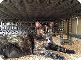 Domestic Shorthair Cat for Sale in Waxhaw, North Carolina - Esme Domestic Shorthair Cat for Sale in Waxhaw, North Carolina - Esme