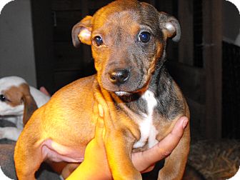 Chihuahua/Corgi Mix Puppy for Sale in Nashville, Tennessee - Chewy Chihuahua/Corgi Mix Puppy for Sale in Nashville, Tennessee - Chewy