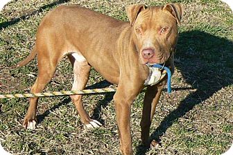 American Pit Bull Terrier Dog for Sale in Ridgely, Maryland - Ben American Pit Bull Terrier Dog for Sale in Ridgely, Maryland - Ben