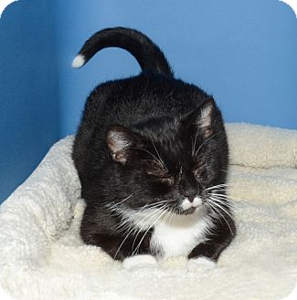Domestic Shorthair Cat for Sale in Ranch Palos Verdes, California - Sadie Domestic Shorthair Cat for Sale in Ranch Palos Verdes, California - Sadie