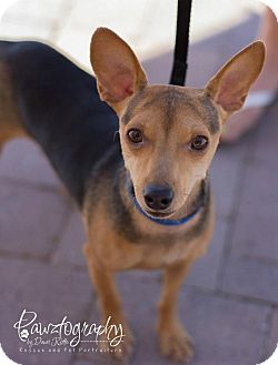 Miniature Pinscher/Chihuahua Mix Dog for Sale in Scottsdale, Arizona - Petry Miniature Pinscher/Chihuahua Mix Dog for Sale in Scottsdale, Arizona - Petry