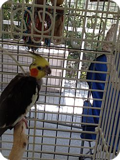 Cockatiel for Sale in Punta Gorda, Florida - Toto Cockatiel for Sale in Punta Gorda, Florida - Toto