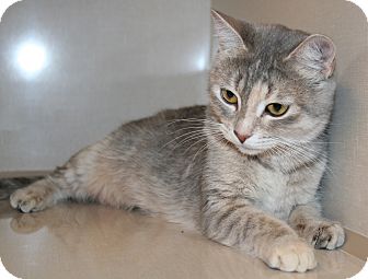 Domestic Shorthair Cat for Sale in Edmonton, Alberta - Misty Domestic Shorthair Cat for Sale in Edmonton, Alberta - Misty