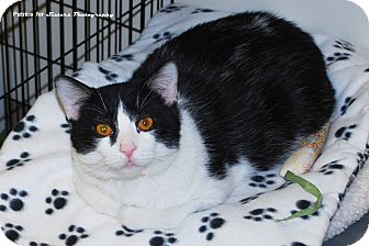 Domestic Shorthair Cat for Sale in Lincoln, Nebraska - Mikey Domestic Shorthair Cat for Sale in Lincoln, Nebraska - Mikey