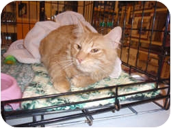 Domestic Longhair Cat for Sale in Loudonville, New York - Kauru Domestic Longhair Cat for Sale in Loudonville, New York - Kauru