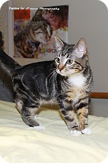 Domestic Shorthair Kitten for Sale in Lincoln, Nebraska - Mittens Domestic Shorthair Kitten for Sale in Lincoln, Nebraska - Mittens