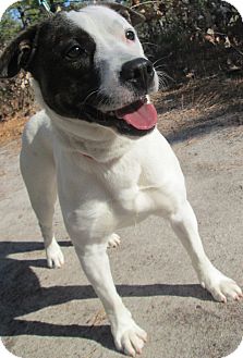 Terrier (Unknown Type, Medium) Mix Dog for Sale in Forked River, New Jersey - Mickey Terrier (Unknown Type, Medium) Mix Dog for Sale in Forked River, New Jersey - Mickey