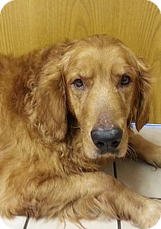 Golden Retriever Dog for Sale in Brattleboro, Vermont - Telly Golden Retriever Dog for Sale in Brattleboro, Vermont - Telly
