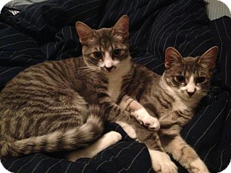 Domestic Shorthair Kitten for Sale in New York, New York - Katty and Jackie Domestic Shorthair Kitten for Sale in New York, New York - Katty and Jackie