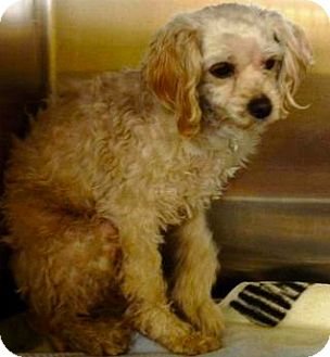 Poodle (Miniature)/Cocker Spaniel Mix Dog for Sale in Thousand Oaks, California - Benny Poodle (Miniature)/Cocker Spaniel Mix Dog for Sale in Thousand Oaks, California - Benny
