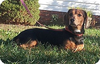 Dachshund/Beagle Mix Dog for Sale in West Bridgewater, Massachusetts - Lucy Dachshund/Beagle Mix Dog for Sale in West Bridgewater, Massachusetts - Lucy