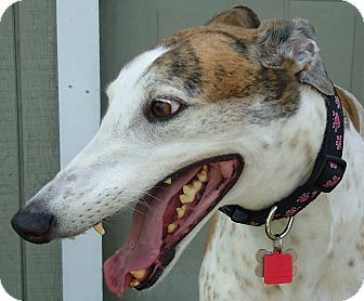 Greyhound Dog for Sale in Longwood, Florida - Berry Biscuit Greyhound Dog for Sale in Longwood, Florida - Berry Biscuit