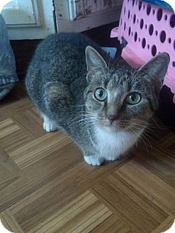 Domestic Shorthair Cat for Sale in Rising Sun, Indiana - Emily Domestic Shorthair Cat for Sale in Rising Sun, Indiana - Emily