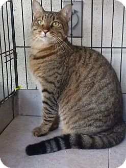 Bengal Cat for Sale in Lantana, Florida - Sophie Bengal Cat for Sale in Lantana, Florida - Sophie