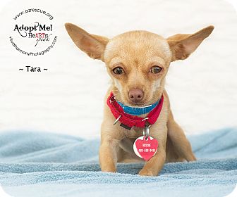 Chihuahua Dog for Sale in Phoenix, Arizona - Tara Chihuahua Dog for Sale in Phoenix, Arizona - Tara
