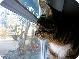 Domestic Shorthair Cat for Sale in Mission, British Columbia - Kaya Domestic Shorthair Cat for Sale in Mission, British Columbia - Kaya