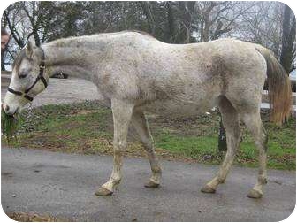 Trakhener/Arabian Mix for Sale in Dewey, Illinois - Daka Trakhener/Arabian Mix for Sale in Dewey, Illinois - Daka