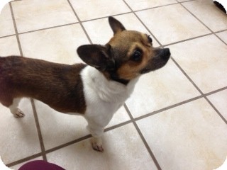Chihuahua Mix Dog for Sale in Chippewa Falls, Wisconsin - Smiles Chihuahua Mix Dog for Sale in Chippewa Falls, Wisconsin - Smiles