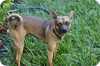 Miniature Pinscher/Chihuahua Mix Dog for Sale in Studio City, California - Dot Miniature Pinscher/Chihuahua Mix Dog for Sale in Studio City, California - Dot