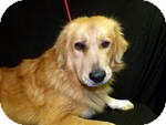 Golden Retriever Mix Dog for Sale in Manchester, Connecticut - LEO in ct Golden Retriever Mix Dog for Sale in Manchester, Connecticut - LEO in ct