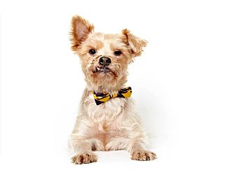 Yorkie, Yorkshire Terrier Mix Dog for Sale in New York, New York - Gareth Yorkie, Yorkshire Terrier Mix Dog for Sale in New York, New York - Gareth