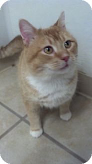 Domestic Shorthair Cat for Sale in Chippewa Falls, Wisconsin - Mufasa Domestic Shorthair Cat for Sale in Chippewa Falls, Wisconsin - Mufasa