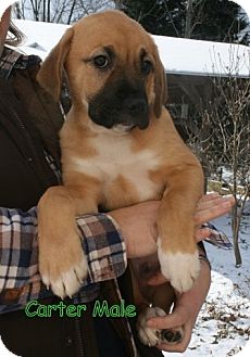 Boxer Mix Puppy for Sale in Danbury, Connecticut - Carter Boxer Mix Puppy for Sale in Danbury, Connecticut - Carter
