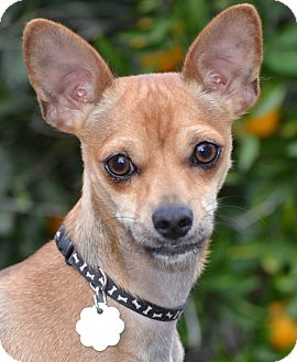 Chihuahua Mix Dog for Sale in Simi Valley, California - Taz Chihuahua Mix Dog for Sale in Simi Valley, California - Taz