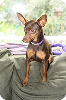 Miniature Pinscher Dog for Sale in Niagra Falls, New York - LT Miniature Pinscher Dog for Sale in Niagra Falls, New York - LT