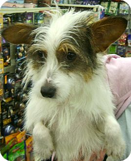 Jack Russell Terrier/Terrier (Unknown Type, Small) Mix Dog for Sale in Thousand Oaks, California - Zoey Jack Russell Terrier/Terrier (Unknown Type, Small) Mix Dog for Sale in Thousand Oaks, California - Zoey