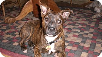 Terrier (Unknown Type, Medium) Mix Puppy for Sale in Westminster, Colorado - Haggus Terrier (Unknown Type, Medium) Mix Puppy for Sale in Westminster, Colorado - Haggus