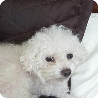 Poodle (Toy or Tea Cup) Dog for Sale in Ogden, Utah - Kai Poodle (Toy or Tea Cup) Dog for Sale in Ogden, Utah - Kai