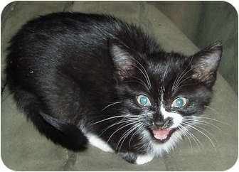 Domestic Shorthair Kitten for Sale in Westfield, Massachusetts - Smokey's #1 kitten Domestic Shorthair Kitten for Sale in Westfield, Massachusetts - Smokey's #1 kitten