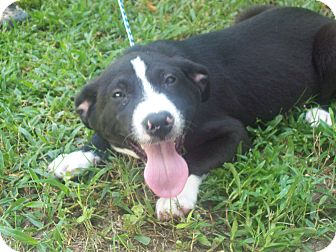 Labrador Retriever Mix Puppy for Sale in Orlando, Florida - Sox Labrador Retriever Mix Puppy for Sale in Orlando, Florida - Sox