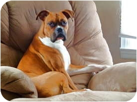 Boxer Puppy for Sale in Dayton, Ohio - Ares Boxer Puppy for Sale in Dayton, Ohio - Ares