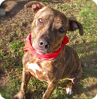 Pit Bull Terrier Mix Dog for Sale in El Cajon, California - Nicole Pit Bull Terrier Mix Dog for Sale in El Cajon, California - Nicole