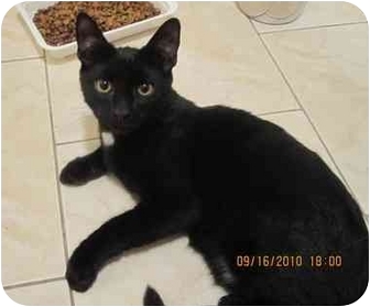 Domestic Shorthair Cat for Sale in Bayonne, New Jersey - Black Magic Domestic Shorthair Cat for Sale in Bayonne, New Jersey - Black Magic