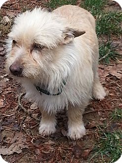 Cairn Terrier/Terrier (Unknown Type, Small) Mix Dog for Sale in Spring Valley, New York - Mikey Cairn Terrier/Terrier (Unknown Type, Small) Mix Dog for Sale in Spring Valley, New York - Mikey