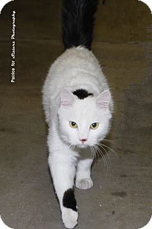 Domestic Mediumhair Cat for Sale in Lincoln, Nebraska - Harry Kayne Domestic Mediumhair Cat for Sale in Lincoln, Nebraska - Harry Kayne