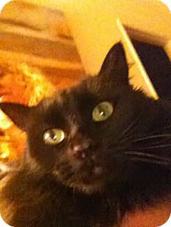 Domestic Mediumhair Cat for Sale in Laguna Woods, California - Awesome Spirit Domestic Mediumhair Cat for Sale in Laguna Woods, California - Awesome Spirit