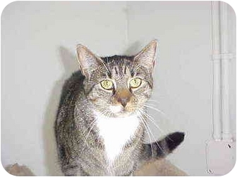 Domestic Shorthair Cat for Sale in Quincy, Massachusetts - Tammy Domestic Shorthair Cat for Sale in Quincy, Massachusetts - Tammy